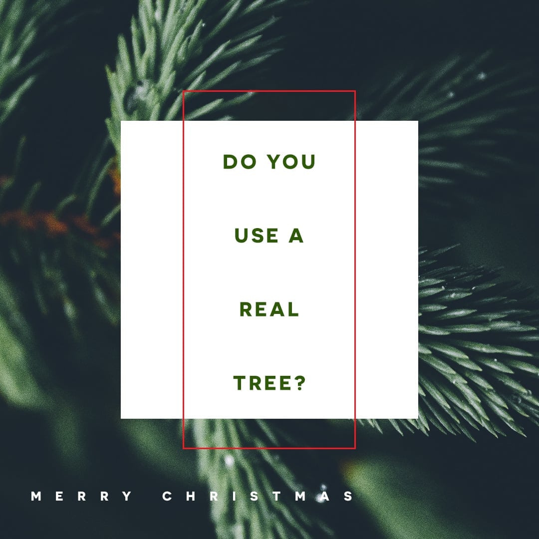Real Tree?