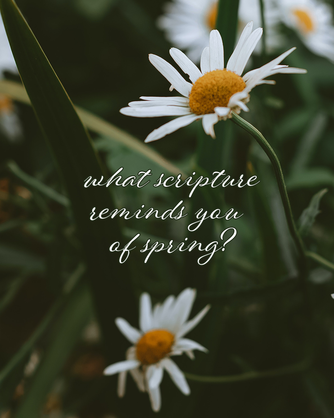 what scripture reminds you of spring?