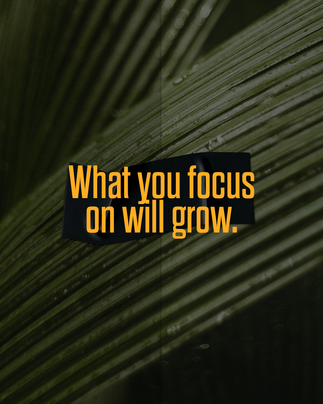 What you focus on will grow