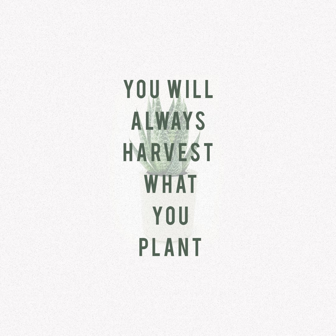 You Will Always Harvest