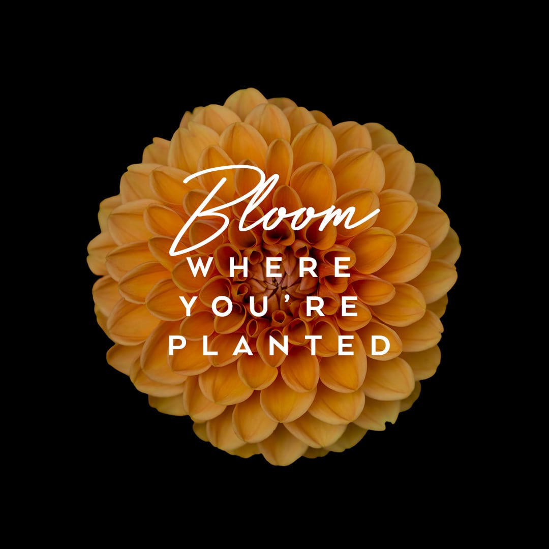 Bloom