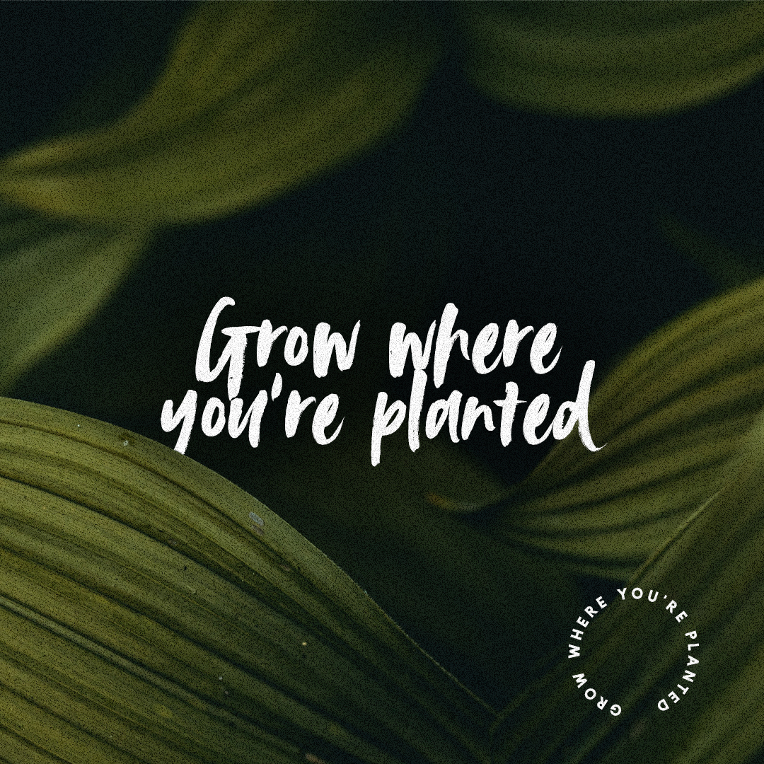 Grow Where You’re Planted